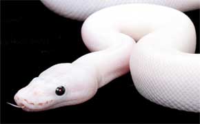 rêver de serpent blanc en islam