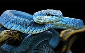 rêver de serpent bleu en islam symbolique explication Ibn Sirin