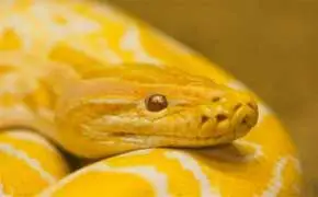 rêver de serpent jaune en islam