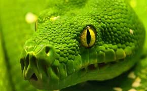 rêver de serpent vert en islam