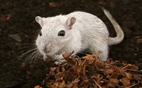 rêver de souris blance en islam, un rêve de souris gentille
