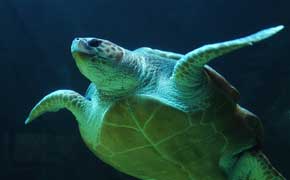 rêver de tortue blessée signification dans le grand livres des rêves en islam