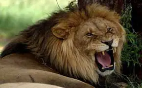 rêver de tuer un lion en islam