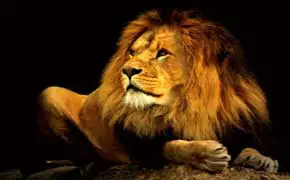 symbolique et interprétation de rêve de lion en islam signification Ibn Sirin