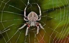 rêver de toile d'araignée blanche selon le grand livre des rêves en islam